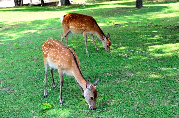 Fototapete Tiere im Zoo im Gehege
