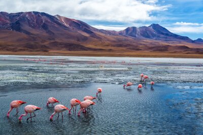 Fototapete Tiere in Bolivien