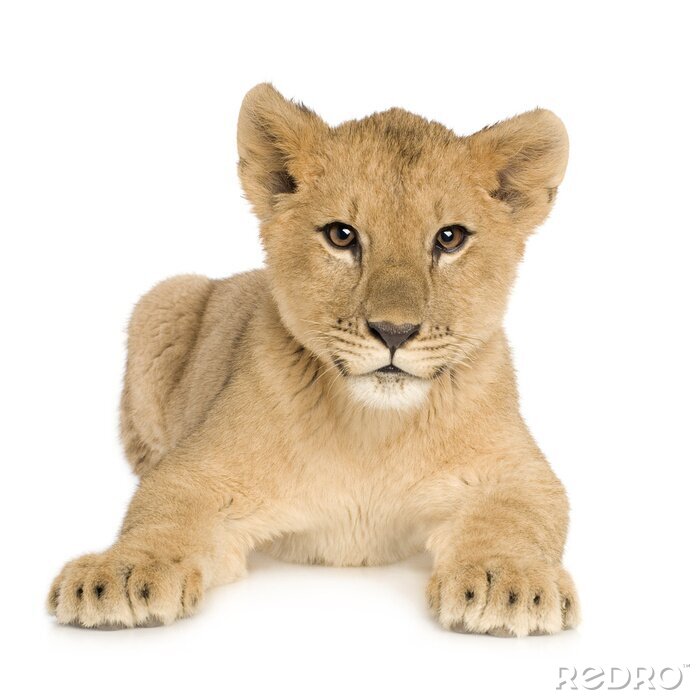 Fototapete Tiere Löwenjunges schaut voraus