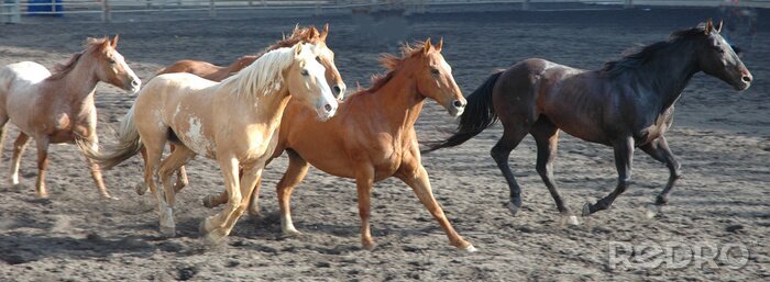 Fototapete Tiere mit bunten Farben