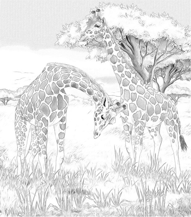 Fototapete Tiere Schwarz Weiß muster