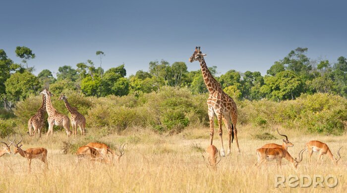 Fototapete Tiere unter Gräsern in Kenia