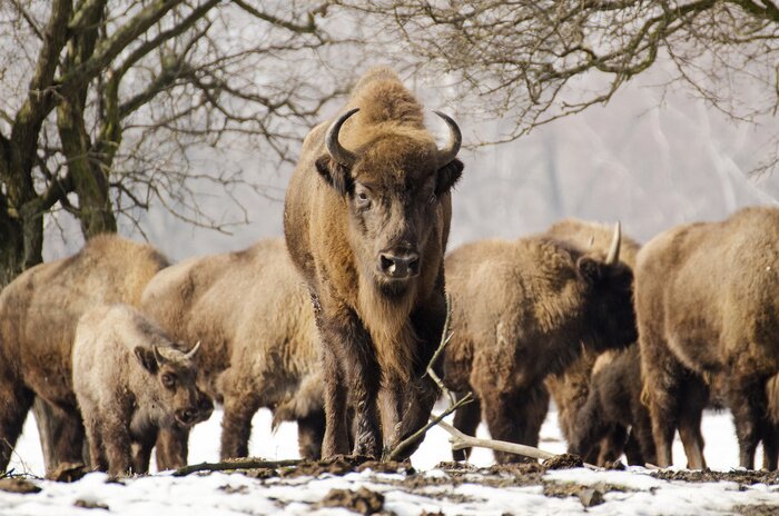 Fototapete Tierherde im Winter