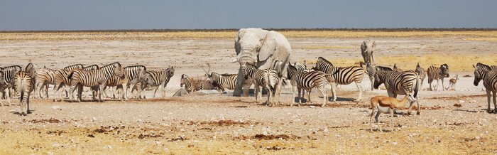 Fototapete Tiersafari an einem heißen Tag