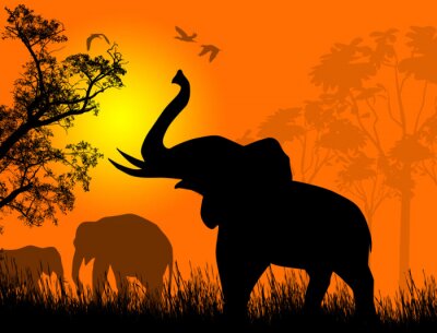 Tiersafari Elefant bei Sonnenuntergang