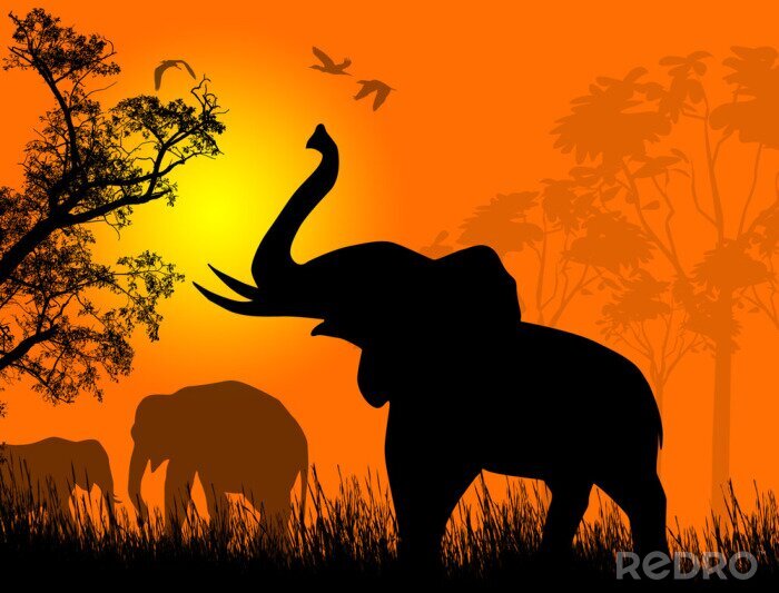 Fototapete Tiersafari Elefant bei Sonnenuntergang