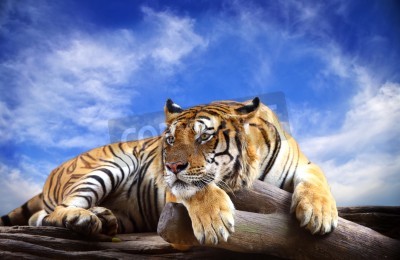 Fototapete Tiger am blauen himmel