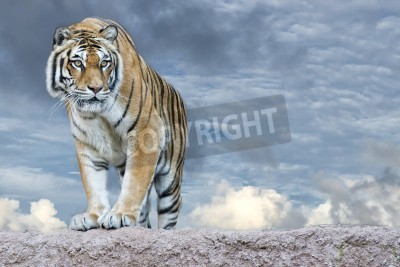 Fototapete Tiger am himmel