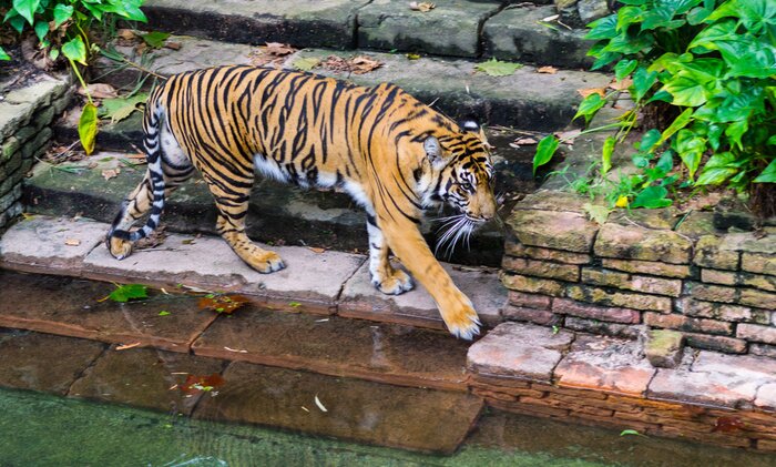 Fototapete Tiger an der  wassertränke