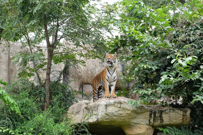Fototapete Tiger an einem teich