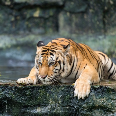 Fototapete Tiger auf einem nassen felsen liegend