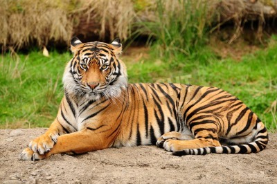 Fototapete Tiger auf felsen liegend