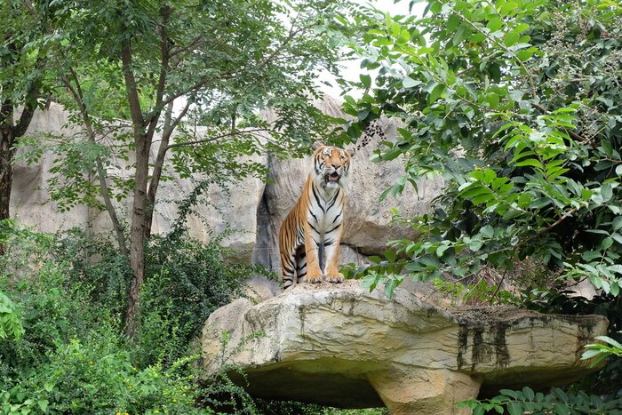 Fototapete Tiger auf felsen stehend