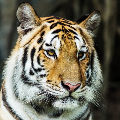 Fototapete Tiger auf grauem hintergrund