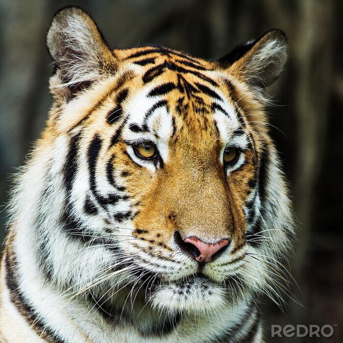 Fototapete Tiger auf grauem hintergrund