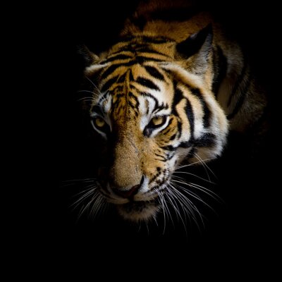 Fototapete Tiger auf schwarzem hintergrund