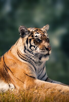 Fototapete Tiger auf verschwommenem hintergrund