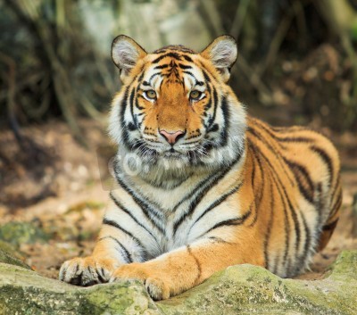 Fototapete Tiger, der sich auf einem stein ausruht