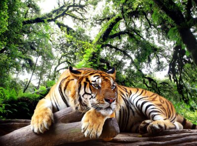 Fototapete Tiger, der sich gegen baumstämme lehnt