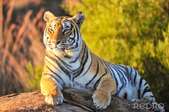 Fototapete Tiger im Dschungel auf Stein