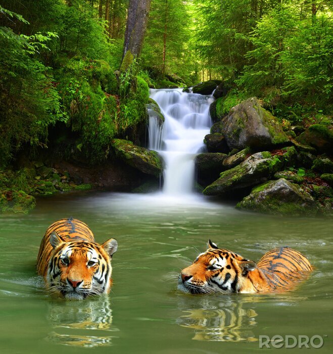 Fototapete Tiger im Fluss