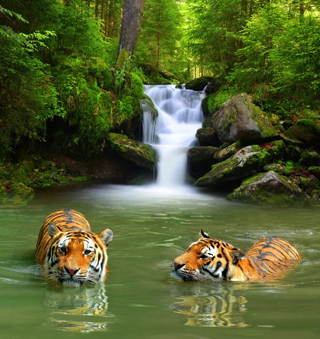 Fototapete Tiger im Fluss