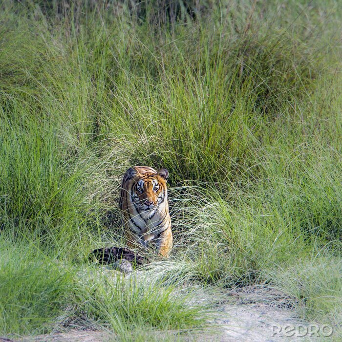 Fototapete Tiger im grünen gras