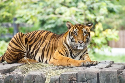 Fototapete Tiger im hintergrund des zoos