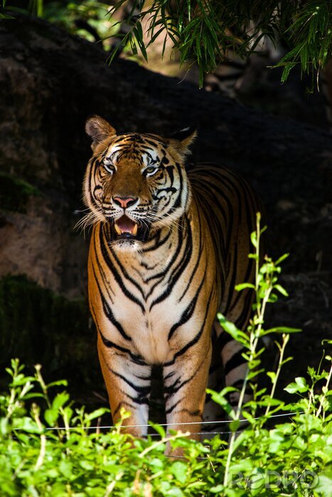 Fototapete Tiger im hintergrund einer höhle