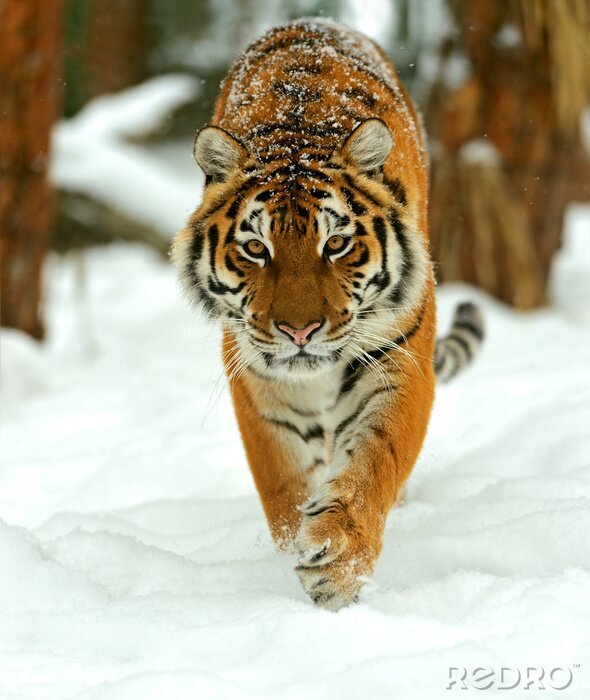 Fototapete Tiger im Schnee