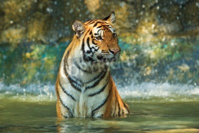 Fototapete Tiger im wasser