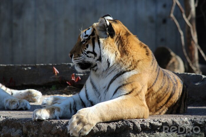 Fototapete Tiger im zoo liegend