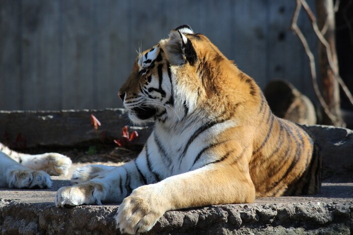 Fototapete Tiger im zoo liegend