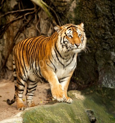 Fototapete Tiger in bewegung auf dem auslauf