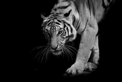 Tiger in Bewegung tritt aus dem Schatten hervor