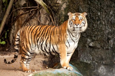 Fototapete Tiger mit baum im hintergrund
