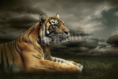 Fototapete Tiger mit dunklen wolken im hintergrund
