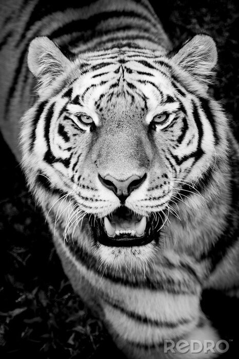 Fototapete Tiger mit eckzähnen