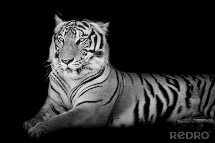 Fototapete Tiger mit erhobenem Kopf und aufgerichteten Ohren