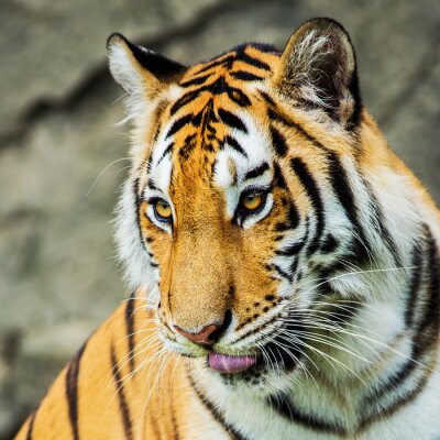 Tiger mit goldenen Augen Porträt