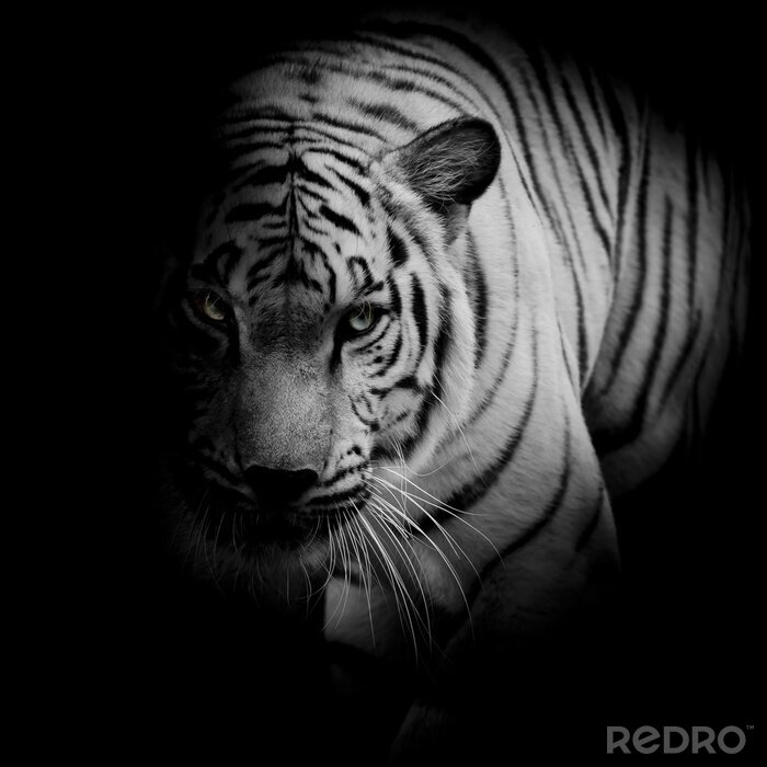Fototapete Tiger mit hellen Augen versteckt sich im Schatten