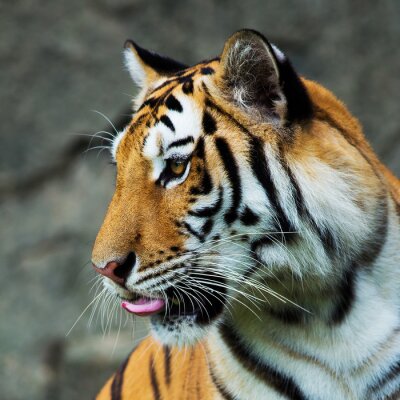 Tiger mit herausgestreckter Zunge unscharfer Hintergrund
