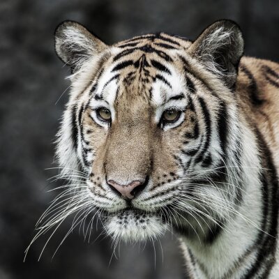 Tiger mit langen weißen Schnurrhaaren Porträt