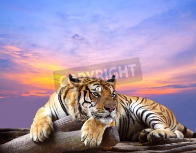 Fototapete Tiger mit pastellfarbenem himmel im hintergrund