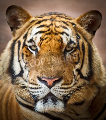 Fototapete Tiger mit rosa nase