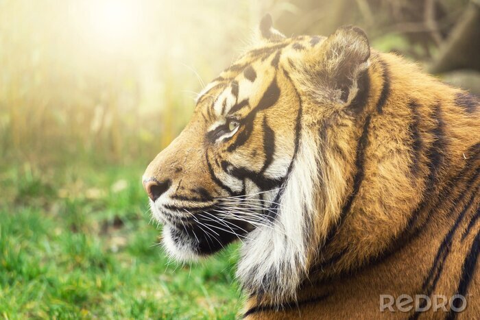 Fototapete Tiger mit sonne im hintergrund
