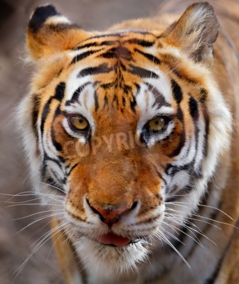 Fototapete Tiger mit weißem schnurrbart