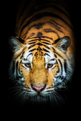 Tiger mit weißen Schnurrhaaren schwarzer Hintergrund