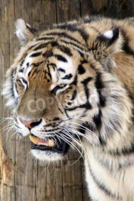 Fototapete Tiger mit zusammengekniffenen augen