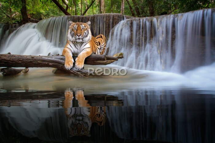 Fototapete Tiger ruht sich an einem Wasserfall im Dschungel aus